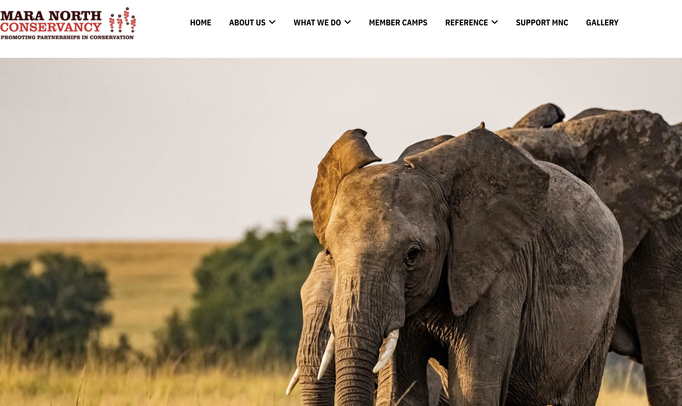 mara north conservancy masaimara.ke